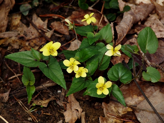 {Viola hastata}